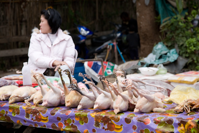 kippen op de markt in Luang Prabang